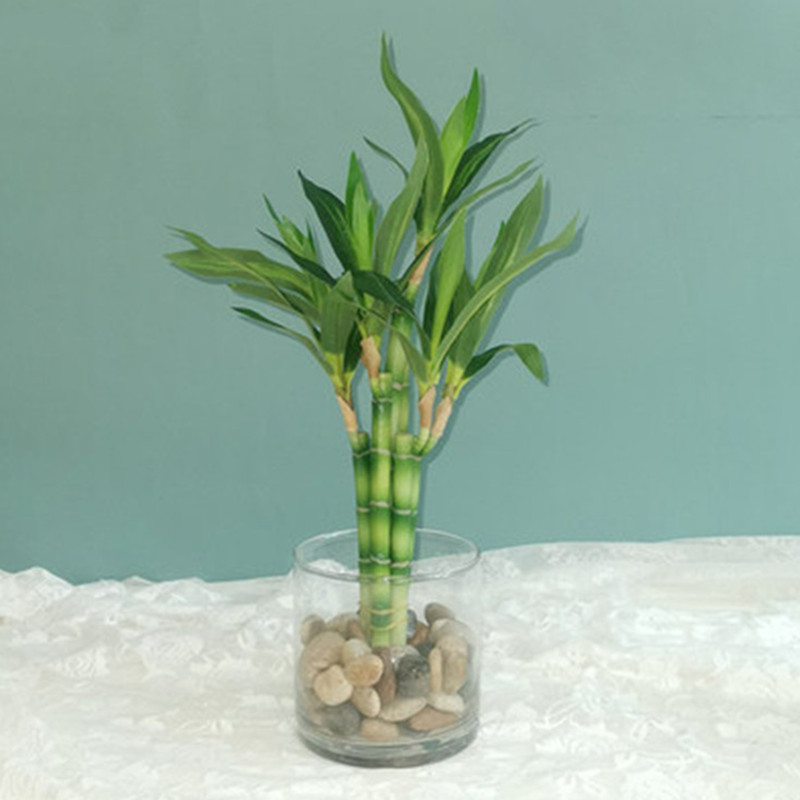 Succulent Set - New 40cm Artificial Lucky Bamboo Succulent