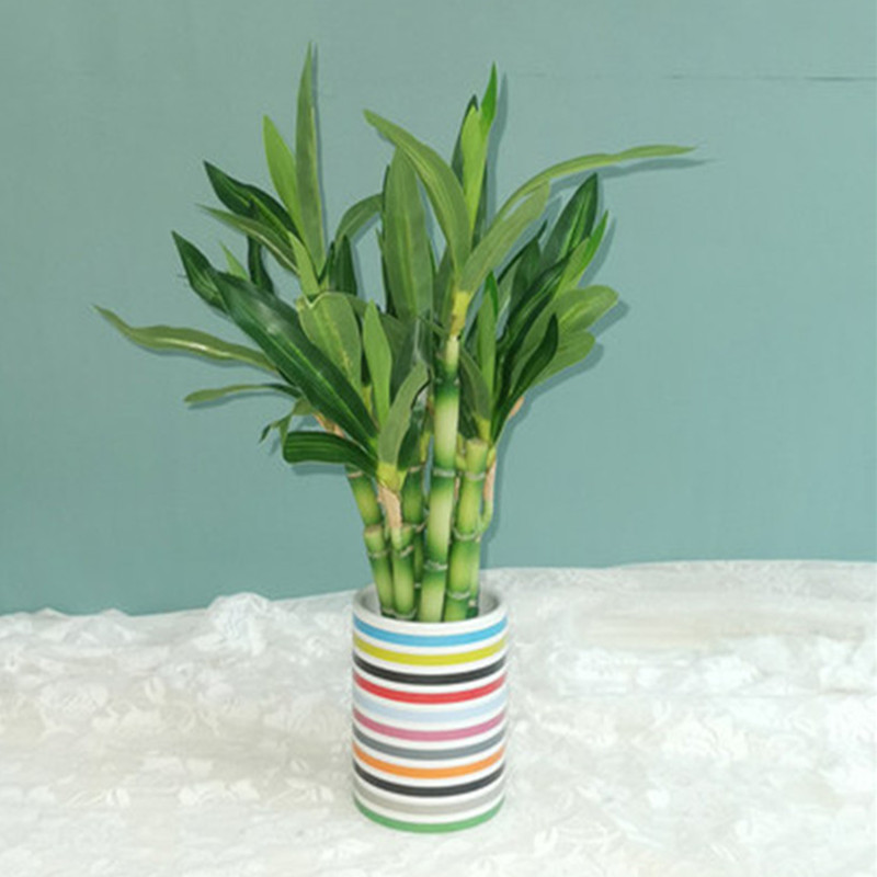 New 40cm Artificial Lucky Bamb - огляд і ціна Succulent Set
