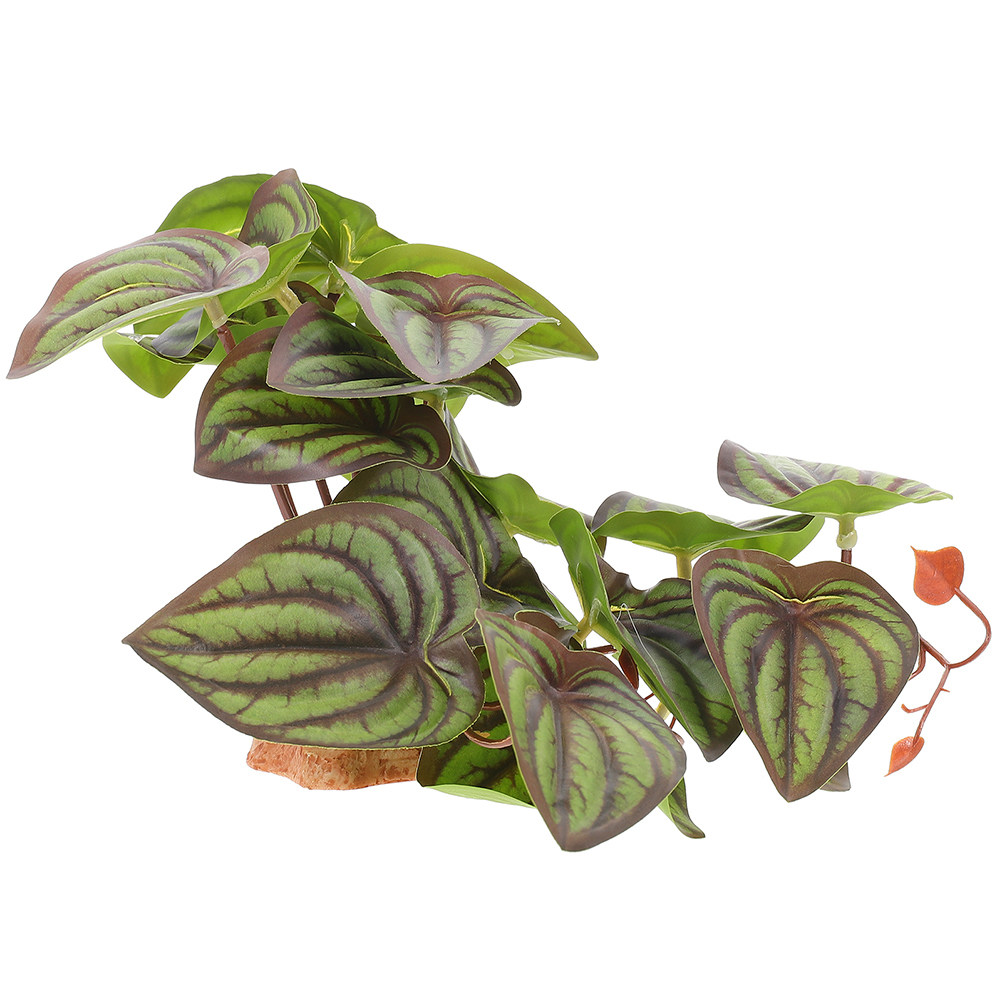 High Quality Simulation Terrar - огляд і ціна Snake Plant
