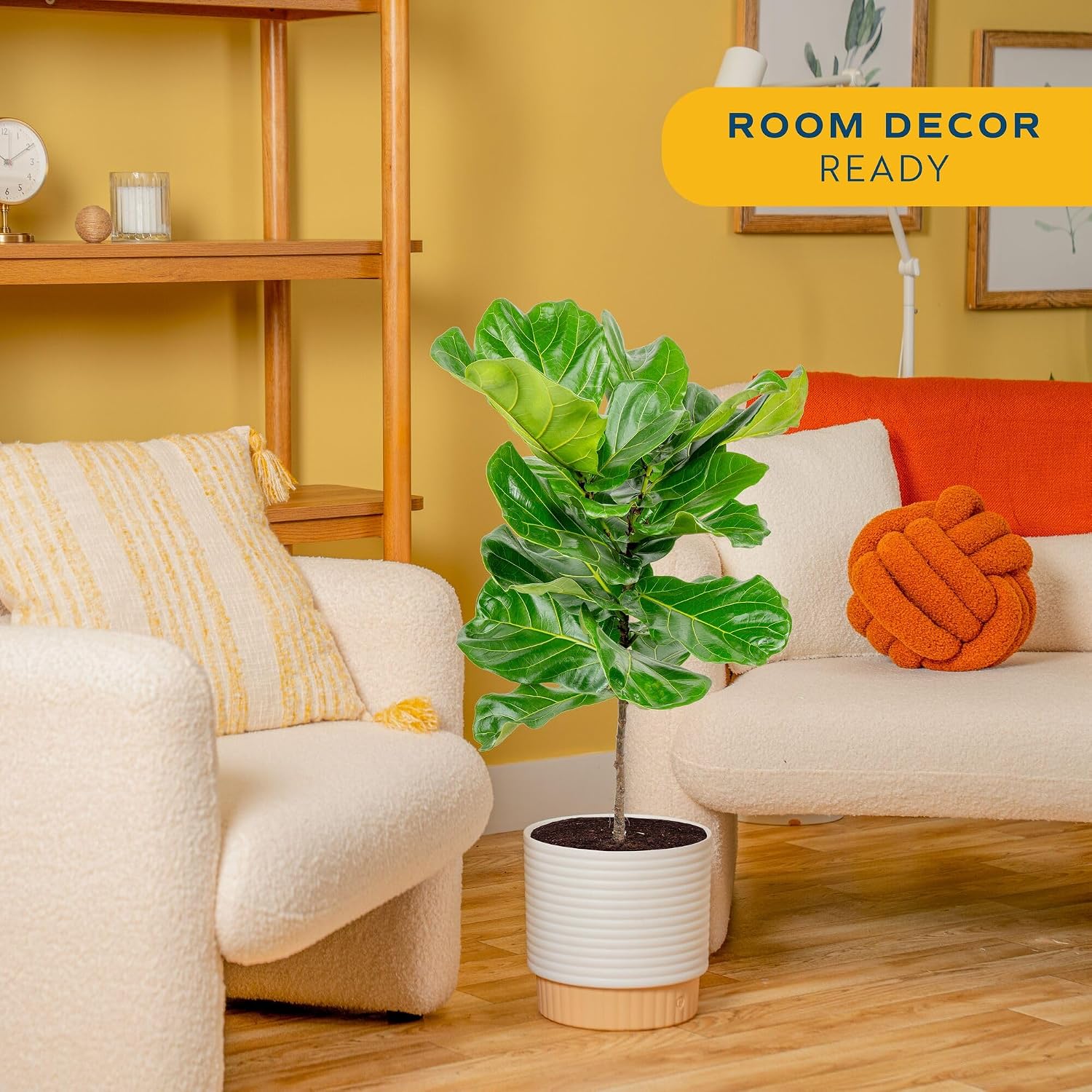 Fiddle Leaf Fig Tree, Live Hou - огляд і ціна Fiddle Leaf Fig