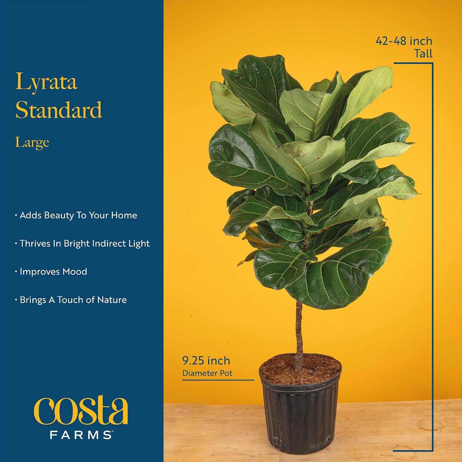 Fiddle Leaf Fig Tree, Live Hou - огляд і ціна Fiddle Leaf Fig